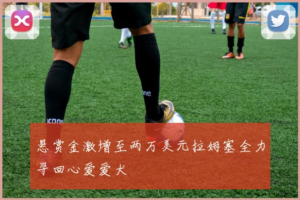 悬赏金激增至两万美元拉姆塞全力寻回心爱爱犬